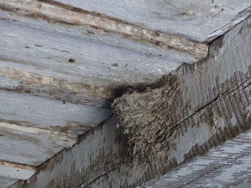 29 - Baby Swallows in the Fort Laramie Jail